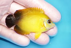 画像2: 【海水魚・ヤッコ】【通販】状態良好♪【マーシャル島産】Hyd. レモンピール（M)(個体販売）（±6cm） No.4（生体）(海水魚) (2)