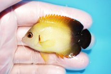画像1: 【海水魚・ヤッコ】【通販】状態良好♪【マーシャル島産】Hyd. レモンピール（M)(個体販売）（±6cm） No.1（生体）(海水魚) (1)