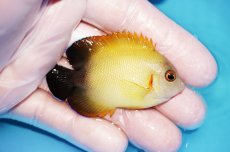 画像2: 【海水魚・ヤッコ】【通販】状態良好♪【マーシャル島産】Hyd. レモンピール（M)(個体販売）（±6cm） No.1（生体）(海水魚) (2)