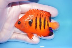 画像1: 【海水魚・ヤッコ】【通販】人工飼料OK♪【マーシャル島産】フレームエンゼル（ML)(個体販売）（±7.5cm） No.31（生体）(海水魚) (1)