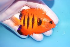 画像2: 【海水魚・ヤッコ】【通販】人工飼料OK♪【マーシャル島産】フレームエンゼル（ML)(個体販売）（±7.5cm） No.31（生体）(海水魚) (2)