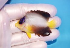 画像1: 【海水魚・ヤッコ】【通販】人工飼料OK♪【マーシャル島産】マルチカラーエンゼル（SM)(個体販売）（±5.5cm） No.12（生体）(海水魚) (1)