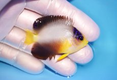 画像2: 【海水魚・ヤッコ】【通販】人工飼料OK♪【マーシャル島産】マルチカラーエンゼル（SM)(個体販売）（±5.5cm） No.12（生体）(海水魚) (2)