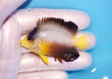 画像1: 【海水魚・ヤッコ】【通販】人工飼料OK♪【マーシャル島産】マルチカラーエンゼル（M)(個体販売）（±6cm） No.13（生体）(海水魚) (1)