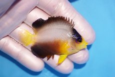 画像2: 【海水魚・ヤッコ】【通販】人工飼料OK♪【マーシャル島産】マルチカラーエンゼル（M)(個体販売）（±6cm） No.13（生体）(海水魚) (2)
