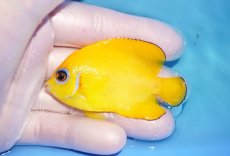 画像1: 【海水魚・ヤッコ】【通販】人工飼料OK♪【マーシャル島産】レモンピール（M)(個体販売）（±6.5cm） No.1（生体）(海水魚) (1)