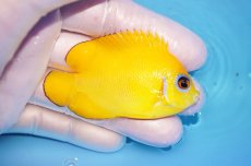 画像2: 【海水魚・ヤッコ】【通販】人工飼料OK♪【マーシャル島産】レモンピール（M)(個体販売）（±6.5cm） No.1（生体）(海水魚) (2)