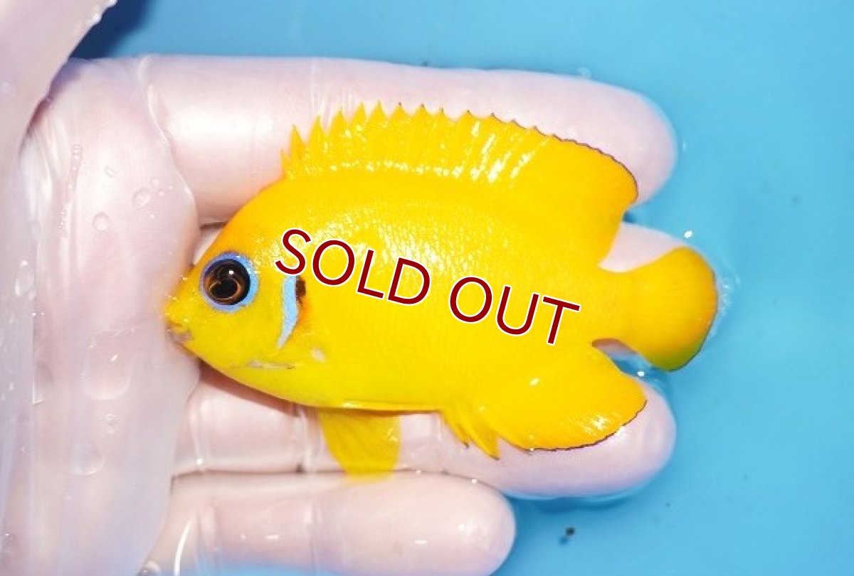 画像1: 【海水魚・ヤッコ】【通販】人工飼料OK♪【マーシャル島産】レモンピール（ML)(個体販売）（±7.5cm） No.2（生体）(海水魚) (1)