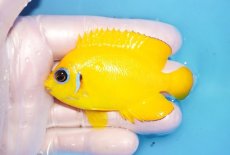 画像1: 【海水魚・ヤッコ】【通販】人工飼料OK♪【マーシャル島産】レモンピール（ML)(個体販売）（±7.5cm） No.2（生体）(海水魚) (1)
