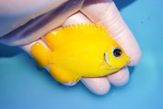 画像2: 【海水魚・ヤッコ】【通販】人工飼料OK♪【マーシャル島産】レモンピール（ML)(個体販売）（±7.5cm） No.2（生体）(海水魚) (2)