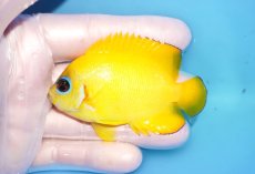 画像1: 【海水魚・ヤッコ】【通販】人工飼料OK♪【マーシャル島産】レモンピール（ML)(個体販売）（±8cm） No.3（生体）(海水魚) (1)