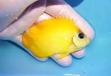 画像2: 【海水魚・ヤッコ】【通販】人工飼料OK♪【マーシャル島産】レモンピール（ML)(個体販売）（±8cm） No.3（生体）(海水魚) (2)