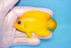画像1: 【海水魚・ヤッコ】【通販】人工飼料OK♪【マーシャル島産】レモンピール（ML)(個体販売）（±7.5cm） No.4（生体）(海水魚) (1)