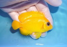 画像2: 【海水魚・ヤッコ】【通販】人工飼料OK♪【マーシャル島産】レモンピール（ML)(個体販売）（±7.5cm） No.4（生体）(海水魚) (2)