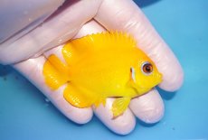 画像2: 【海水魚・ヤッコ】【通販】人工飼料OK♪【マーシャル島産】レモンピール（M)(個体販売）（±6.5cm） No.5（生体）(海水魚) (2)