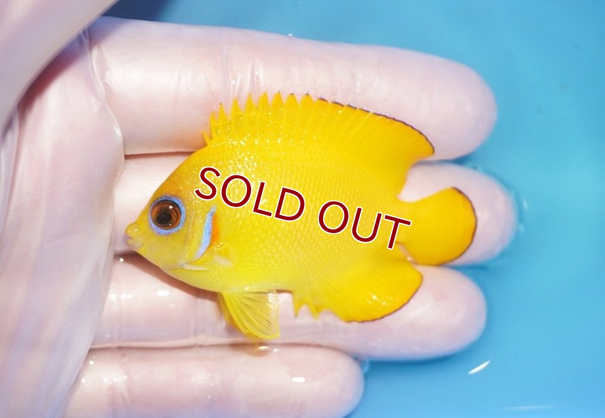 画像1: 【海水魚・ヤッコ】【通販】人工飼料OK♪【マーシャル島産】レモンピール（M)(個体販売）（±6cm） No.6（生体）(海水魚) (1)