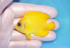 画像1: 【海水魚・ヤッコ】【通販】人工飼料OK♪【マーシャル島産】レモンピール（M)(個体販売）（±6cm） No.6（生体）(海水魚) (1)