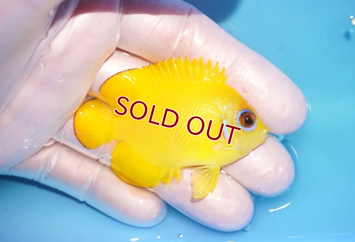 画像2: 【海水魚・ヤッコ】【通販】人工飼料OK♪【マーシャル島産】レモンピール（M)(個体販売）（±6cm） No.6（生体）(海水魚) (2)