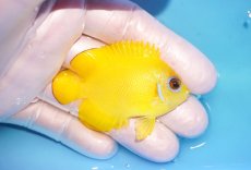画像2: 【海水魚・ヤッコ】【通販】人工飼料OK♪【マーシャル島産】レモンピール（M)(個体販売）（±6cm） No.6（生体）(海水魚) (2)