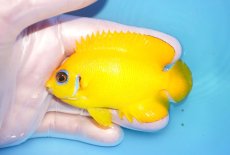 画像1: 【海水魚・ヤッコ】【通販】人工飼料OK♪【マーシャル島産】レモンピール（ML)(個体販売）（±8cm） No.7（生体）(海水魚) (1)