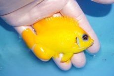 画像2: 【海水魚・ヤッコ】【通販】人工飼料OK♪【マーシャル島産】レモンピール（ML)(個体販売）（±8cm） No.7（生体）(海水魚) (2)