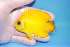 画像1: 【海水魚・ヤッコ】【通販】人工飼料OK♪【マーシャル島産】レモンピール（ML)(個体販売）（±8cm） No.8（生体）(海水魚) (1)