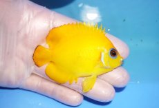 画像2: 【海水魚・ヤッコ】【通販】人工飼料OK♪【マーシャル島産】レモンピール（ML)(個体販売）（±8cm） No.8（生体）(海水魚) (2)