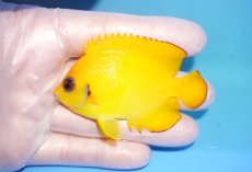 画像1: 【海水魚・ヤッコ】【通販】人工飼料OK♪【マーシャル島産】レモンピール（ML)(個体販売）（±7.5cm） No.9（生体）(海水魚) (1)