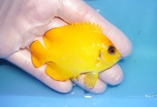 画像2: 【海水魚・ヤッコ】【通販】人工飼料OK♪【マーシャル島産】レモンピール（ML)(個体販売）（±7.5cm） No.9（生体）(海水魚) (2)