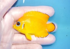画像1: 【海水魚・ヤッコ】【通販】人工飼料OK♪【マーシャル島産】レモンピール（M)(個体販売）（±6.5cm） No.10（生体）(海水魚) (1)