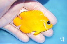 画像2: 【海水魚・ヤッコ】【通販】人工飼料OK♪【マーシャル島産】レモンピール（M)(個体販売）（±6.5cm） No.10（生体）(海水魚) (2)