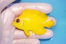 画像1: 【海水魚・ヤッコ】【通販】人工飼料OK♪【マーシャル島産】レモンピール（ML)(個体販売）（±7cm） No.11（生体）(海水魚) (1)