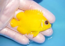 画像2: 【海水魚・ヤッコ】【通販】人工飼料OK♪【マーシャル島産】レモンピール（ML)(個体販売）（±7cm） No.11（生体）(海水魚) (2)