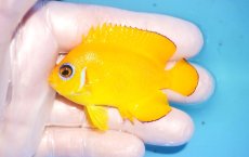 画像1: 【海水魚・ヤッコ】【通販】人工飼料OK♪【マーシャル島産】レモンピール（M)(個体販売）（±6.5cm） No.12（生体）(海水魚) (1)