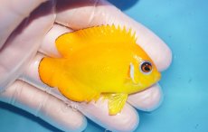 画像2: 【海水魚・ヤッコ】【通販】人工飼料OK♪【マーシャル島産】レモンピール（M)(個体販売）（±6.5cm） No.12（生体）(海水魚) (2)