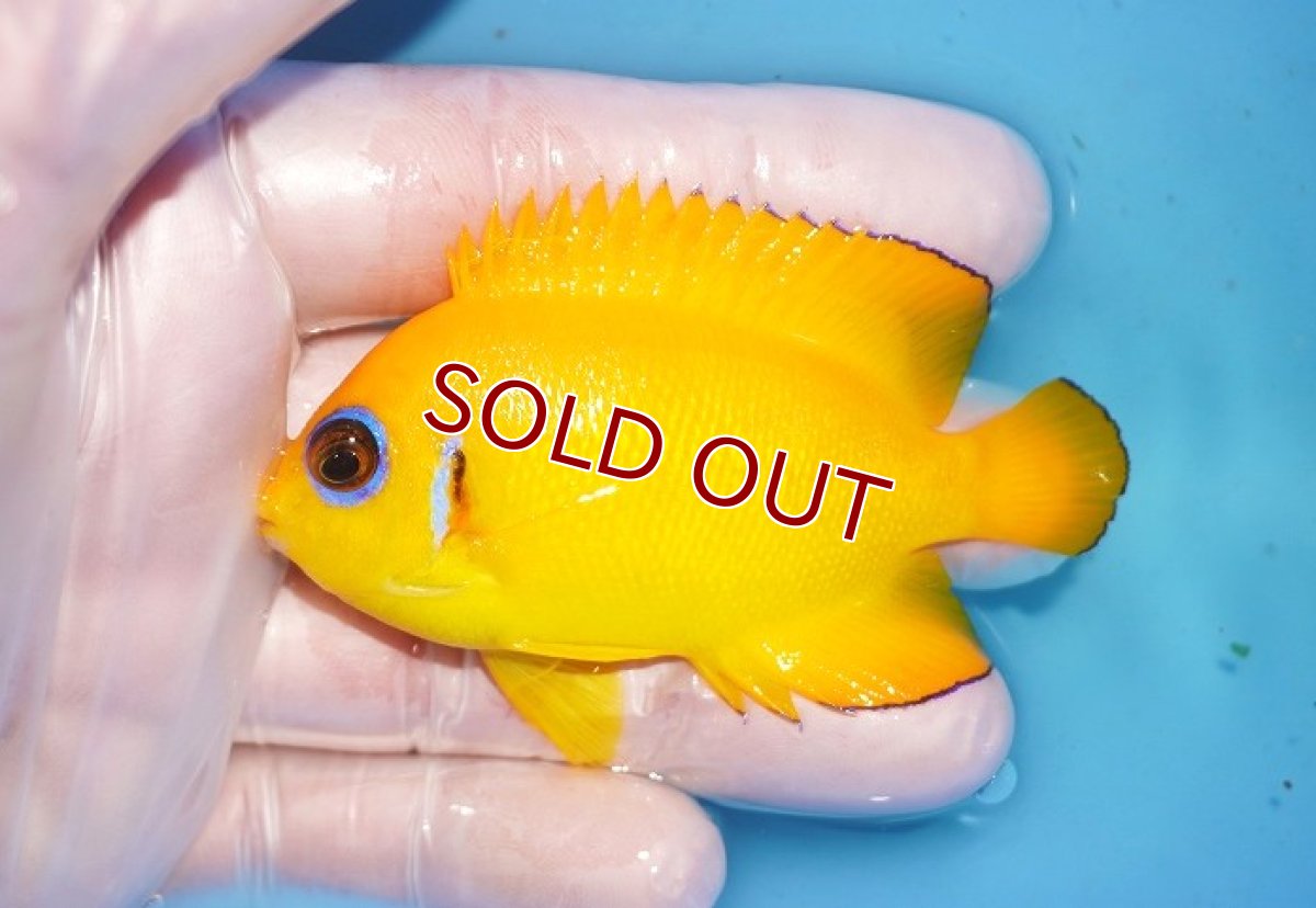 画像1: 【海水魚・ヤッコ】【通販】人工飼料OK♪【マーシャル島産】レモンピール（ML)(個体販売）（±8cm） No.13（生体）(海水魚) (1)