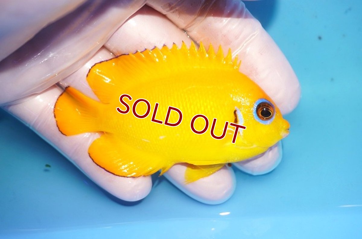 画像2: 【海水魚・ヤッコ】【通販】人工飼料OK♪【マーシャル島産】レモンピール（ML)(個体販売）（±8cm） No.13（生体）(海水魚) (2)