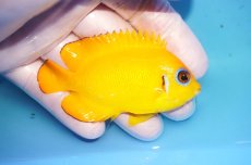 画像2: 【海水魚・ヤッコ】【通販】人工飼料OK♪【マーシャル島産】レモンピール（ML)(個体販売）（±8cm） No.13（生体）(海水魚) (2)