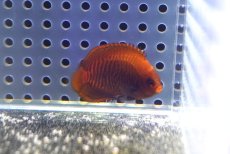 画像1: 【海水魚・ヤッコ】【通販】状態良好♪ブリードゴールデンエンゼル（Sサイズ）(個体販売）（±6cm） （生体）(海水魚) (1)