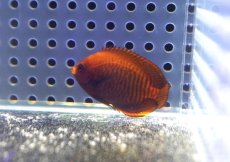 画像2: 【海水魚・ヤッコ】【通販】状態良好♪ブリードゴールデンエンゼル（Sサイズ）(個体販売）（±6cm） （生体）(海水魚) (2)