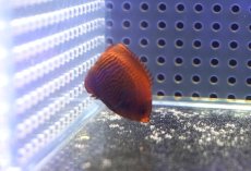 画像3: 【海水魚・ヤッコ】【通販】状態良好♪ブリードゴールデンエンゼル（Sサイズ）(個体販売）（±6cm） （生体）(海水魚) (3)