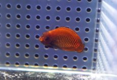 画像4: 【海水魚・ヤッコ】【通販】状態良好♪ブリードゴールデンエンゼル（Sサイズ）(個体販売）（±6cm） （生体）(海水魚) (4)