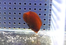 画像5: 【海水魚・ヤッコ】【通販】状態良好♪ブリードゴールデンエンゼル（Sサイズ）(個体販売）（±6cm） （生体）(海水魚) (5)