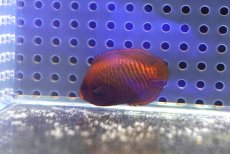 画像6: 【海水魚・ヤッコ】【通販】状態良好♪ブリードゴールデンエンゼル（Sサイズ）(個体販売）（±6cm） （生体）(海水魚) (6)