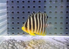 画像1: 【海水魚・ヤッコ】【通販】状態良好♪シマヤッコ（Sサイズ）(個体販売）（±4cm） No.1（生体）(海水魚) (1)