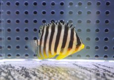 画像2: 【海水魚・ヤッコ】【通販】状態良好♪シマヤッコ（Sサイズ）(個体販売）（±4cm） No.1（生体）(海水魚) (2)