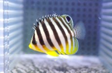 画像1: 【海水魚・ヤッコ】【通販】状態良好♪シマヤッコ（SMサイズ)(個体販売）（±4.5cm） No.2（生体）(海水魚) (1)