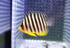 画像1: 【海水魚・ヤッコ】【通販】状態良好♪シマヤッコ（SMサイズ)(個体販売）（±4.5cm） No.3（生体）(海水魚) (1)