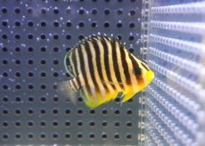 画像2: 【海水魚・ヤッコ】【通販】状態良好♪シマヤッコ（SMサイズ)(個体販売）（±4.5cm） No.3（生体）(海水魚) (2)