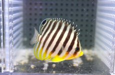 画像1: 【海水魚・ヤッコ】【通販】状態良好♪シマヤッコ（SMサイズ)(個体販売）（±5.5cm） No.4（生体）(海水魚) (1)